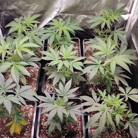 Og 18  growlog timeline photo
