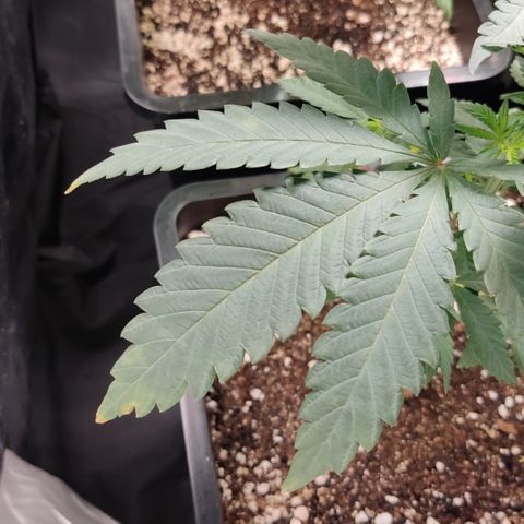 Og 18  growlog timeline photo