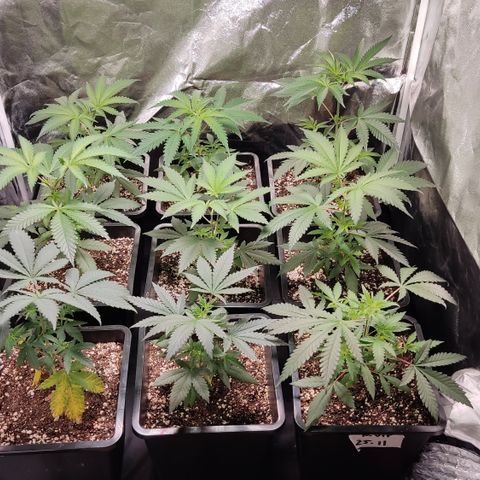 Og 18  growlog timeline photo