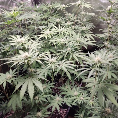 Og 18  growlog timeline photo