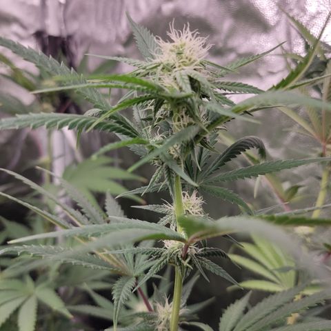 Og 18  growlog timeline photo
