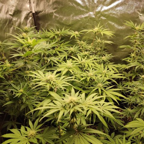 Og 18  growlog timeline photo