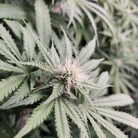 Og 18  growlog timeline photo