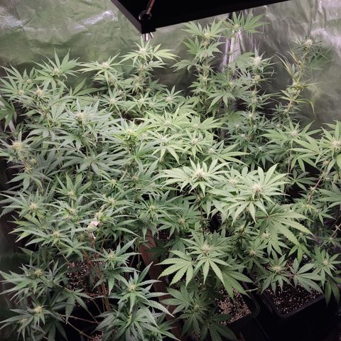 Og 18  growlog timeline photo