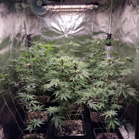 Og 18  growlog timeline photo