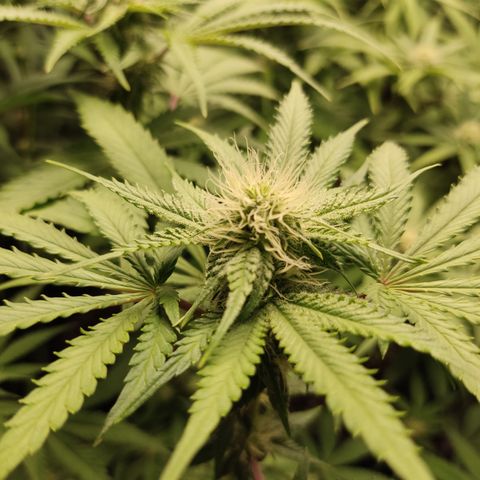 Og 18  growlog timeline photo