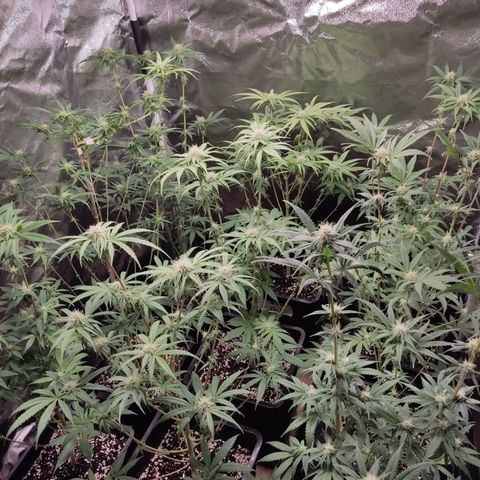 Og 18  growlog timeline photo