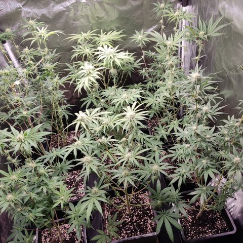 Og 18  growlog timeline photo