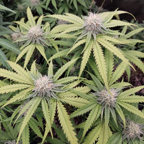 Og 18  growlog timeline photo