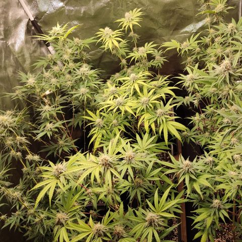 Og 18  growlog timeline photo