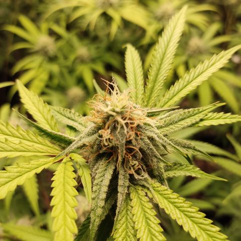 Og 18  growlog timeline photo