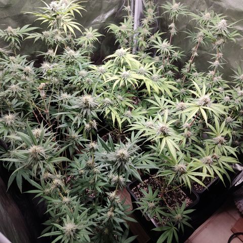 Og 18  growlog timeline photo