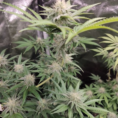 Og 18  growlog timeline photo