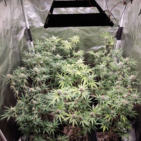 Og 18  growlog timeline photo