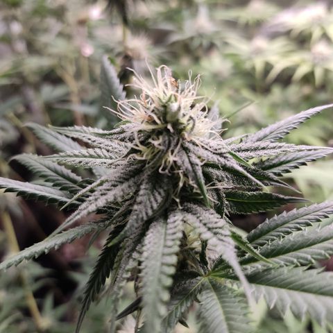 Og 18  growlog timeline photo