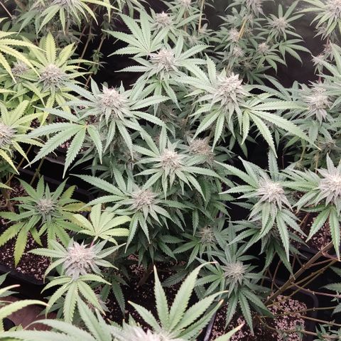 Og 18  growlog timeline photo