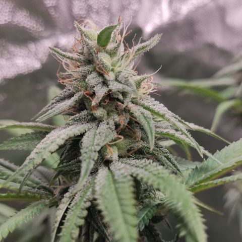 Og 18  growlog timeline photo