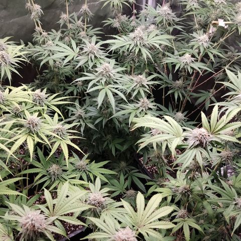 Og 18  growlog timeline photo