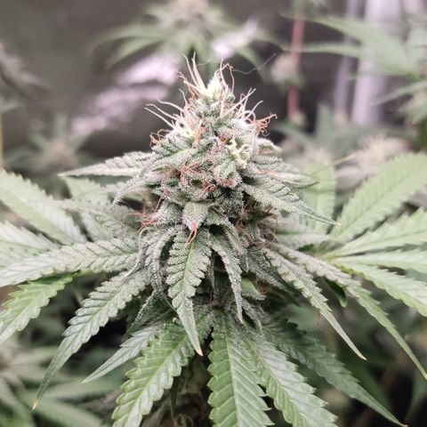 Og 18  growlog timeline photo
