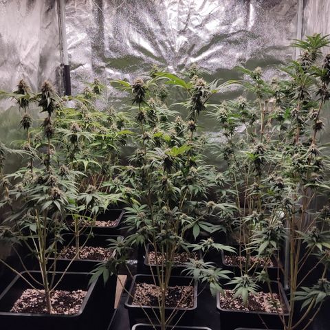 Og 18  growlog timeline photo