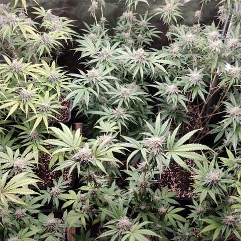 Og 18  growlog timeline photo