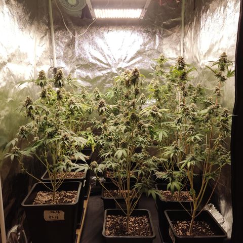 Og 18  growlog timeline photo