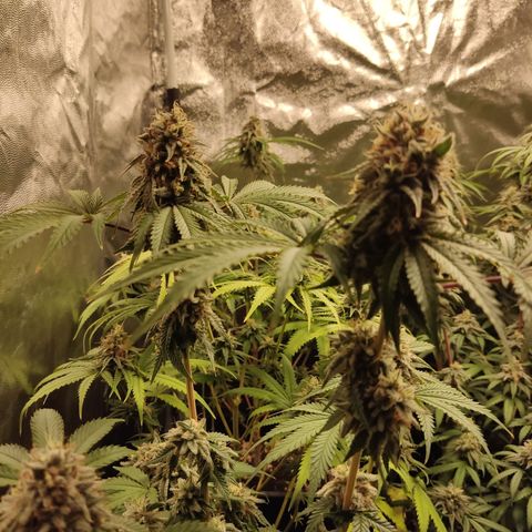 Og 18  growlog timeline photo