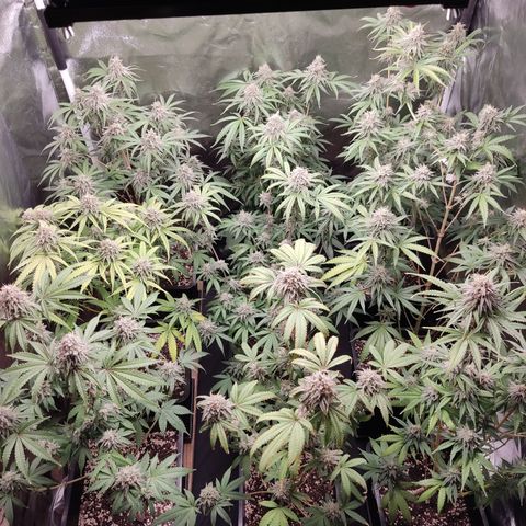 Og 18  growlog timeline photo