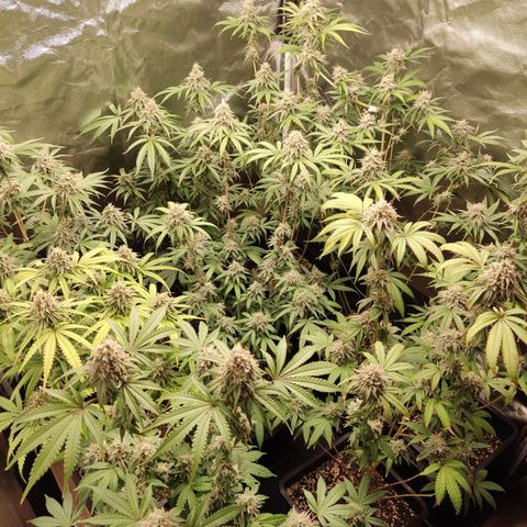 Og 18  growlog timeline photo