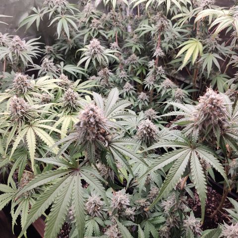 Og 18  growlog timeline photo