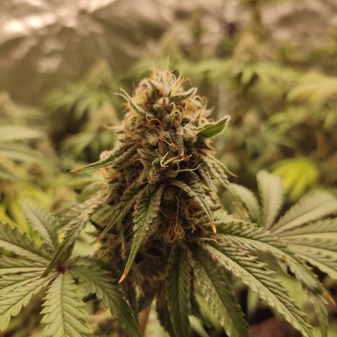 Og 18  growlog timeline photo