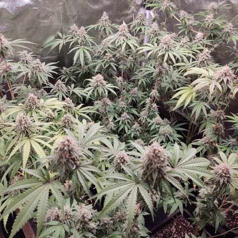 Og 18  growlog timeline photo