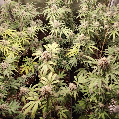 Og 18  growlog timeline photo