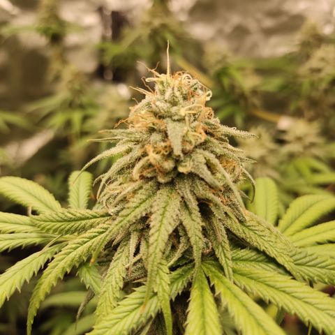Og 18  growlog timeline photo