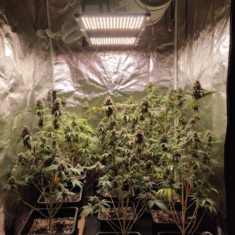 Og 18  growlog timeline photo