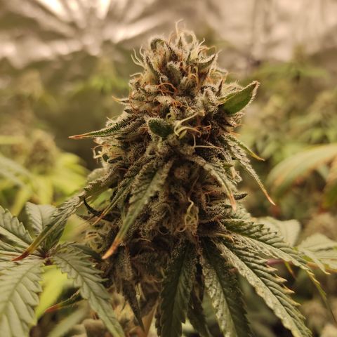 Og 18  growlog timeline photo