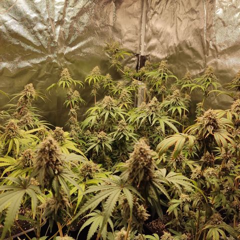 Og 18  growlog timeline photo