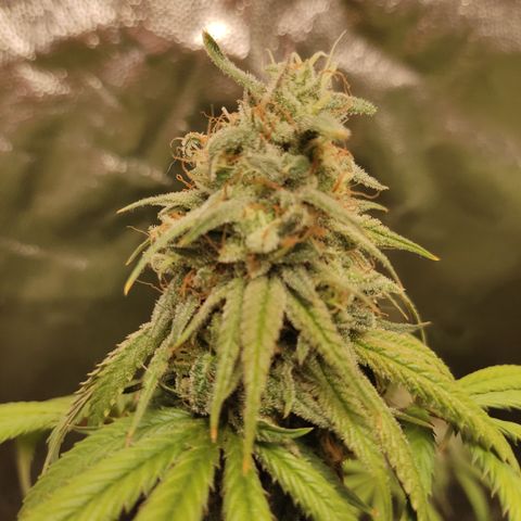 Og 18  growlog timeline photo