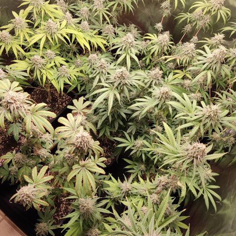 Og 18  growlog timeline photo