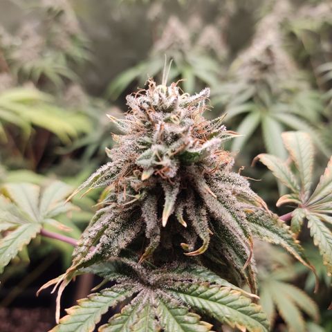 Og 18  growlog timeline photo