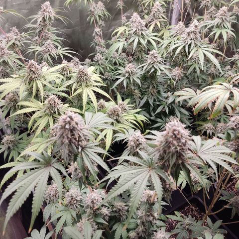 Og 18  growlog timeline photo