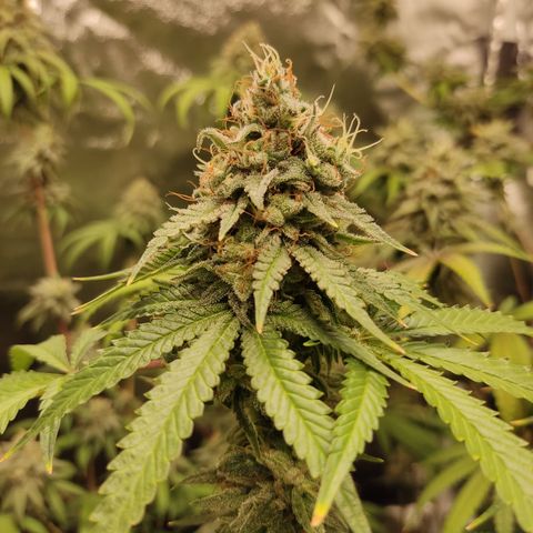 Og 18  growlog timeline photo