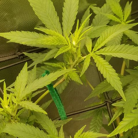Big bella bud growlog photo: I think 1st real day of flower