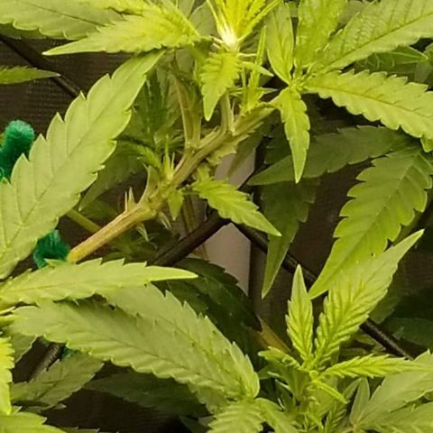 Big bella bud growlog timeline photo