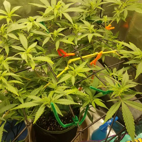 Big bella bud growlog timeline photo