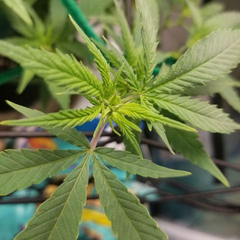 Big bella bud growlog timeline photo