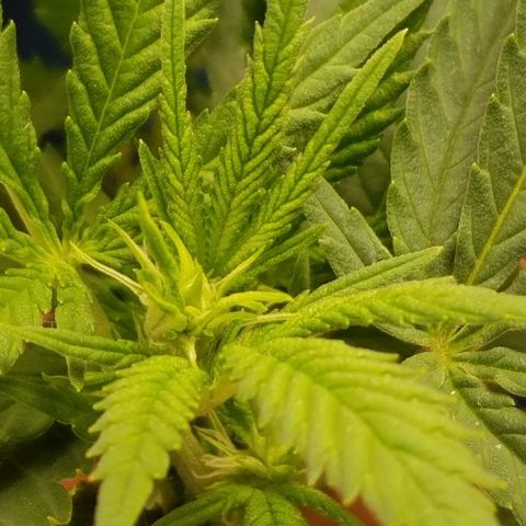 Big bella bud growlog timeline photo