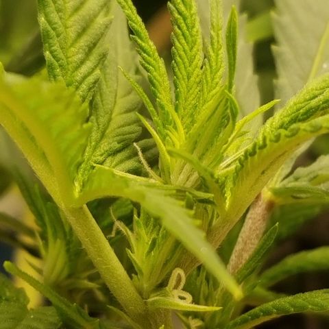 Big bella bud growlog timeline photo