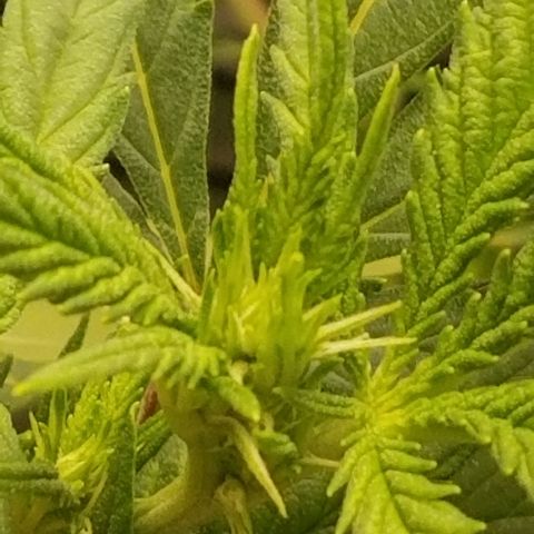 Big bella bud growlog timeline photo