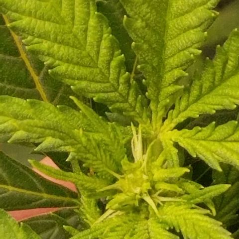 Big bella bud growlog photo: 1st day bloom boost